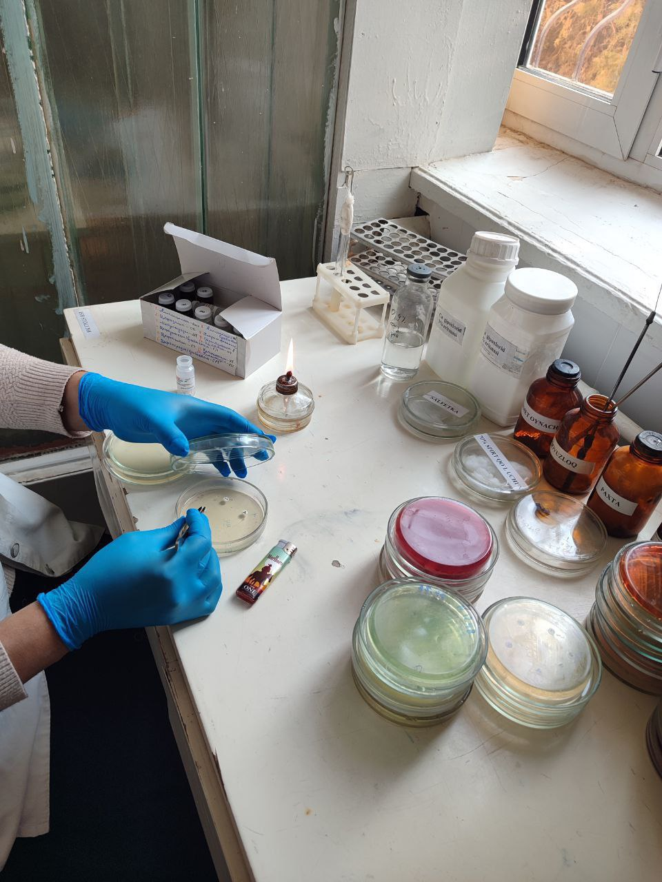 Xiva tuman Sanitariya epidemiologik osoyishtalik va jamoat salomatligi bo'limi Bakteriologiya tahlilgohida antibiotik sezgirligiga ekish va disk qoʻyish jarayoni.